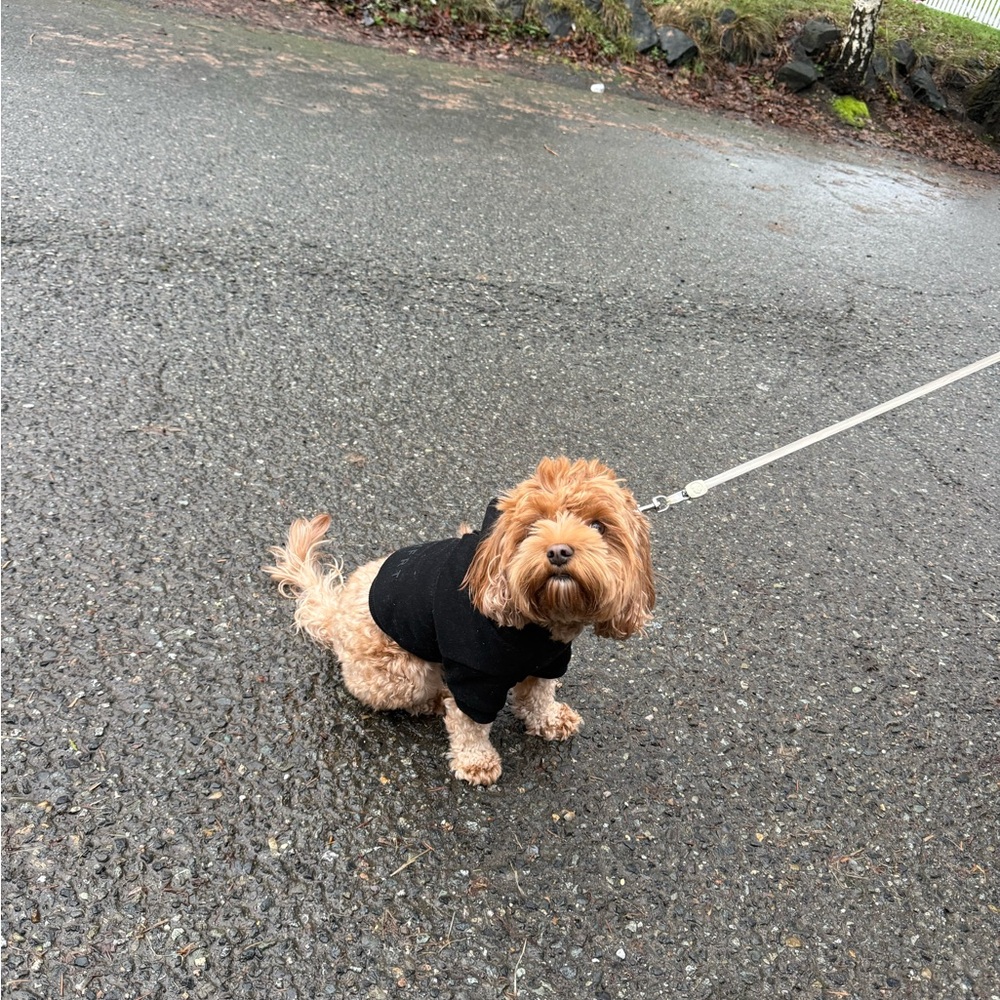 Comfrt Dog Sweatshirt XS